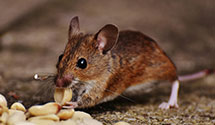 24 Hour & Emergency Exterminators in Stannard, VT